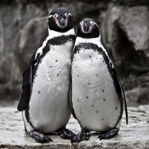 gay penguins