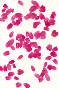 Rose_Petals_II_by_Halo_Junky